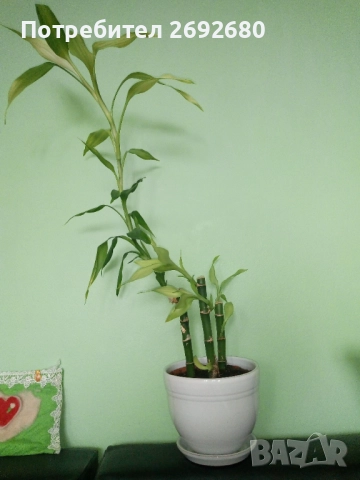 Бамбук 4бр. в бяла керамична саксия/80см.-височина, снимка 4 - Стайни растения - 51863865