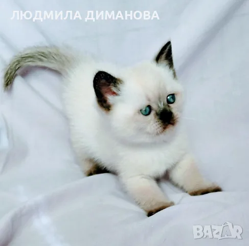 Шотландско колорпойнт момиче. , снимка 4 - Британска късокосместа - 56335914