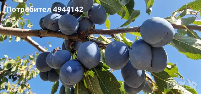 Продавам сини сливи сорт "Стенлей" за ракия или прясна консумация., снимка 3 - Други - 56003371