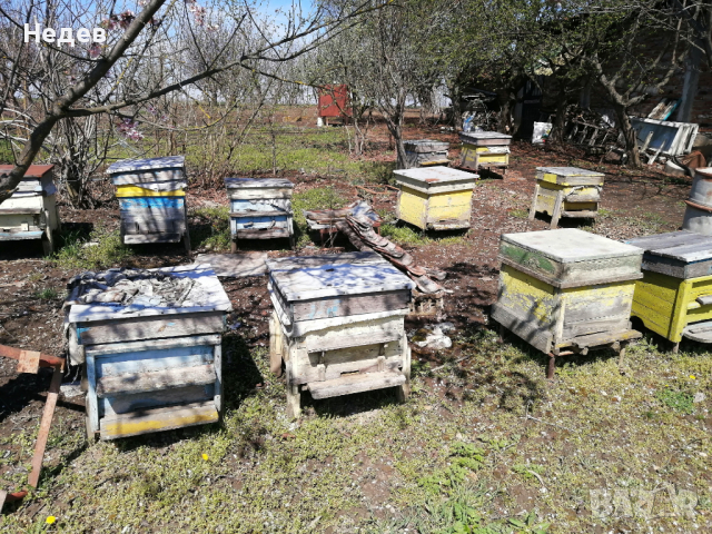 Продава пчелни кпшери, снимка 3 - Други животни - 36329469
