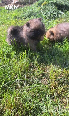 Померан, снимка 6 - Померан - 51940550