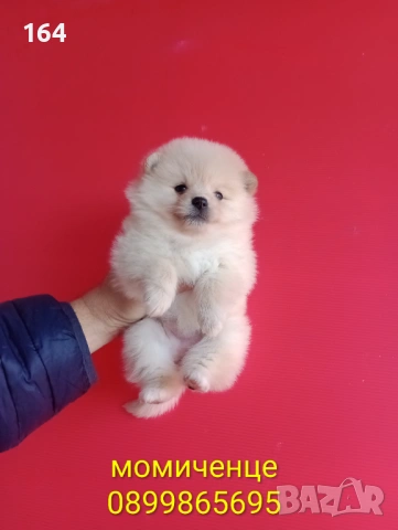 Мъжки и женски Померани. Реални снимки от 12.01.26 г. , снимка 12 - Померан - 52930796