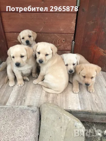 Чистокръвни лабрадори 