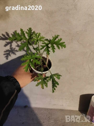 Индрише Обикновенно 7,50 и Индрише Шарено против комари за 12лв, снимка 5 - Разсади - 47146110