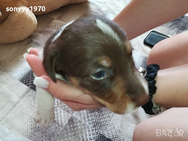 ДЖАК РЪСЕЛ-СЛАДКО КУТРЕ 0909251733