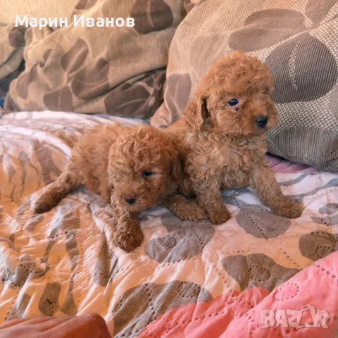 Мини пуделчета, момче и момиче!, снимка 6 - Пудели - 56151492