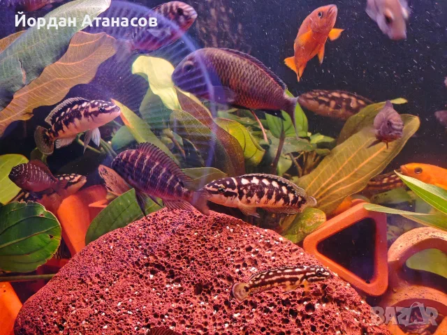 Рибки Julidochromis transcriptus, снимка 2 - Рибки - 55729554