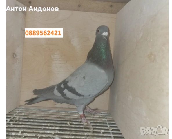 Спортни гълъби, снимка 7 - Гълъби - 53148839