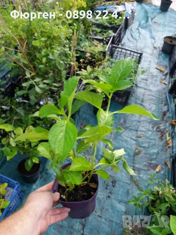  Хортензия- Налични 5 цвята Лилава , Синя,Червена,Розова и Бяла, снимка 9 - Разсади - 35272256