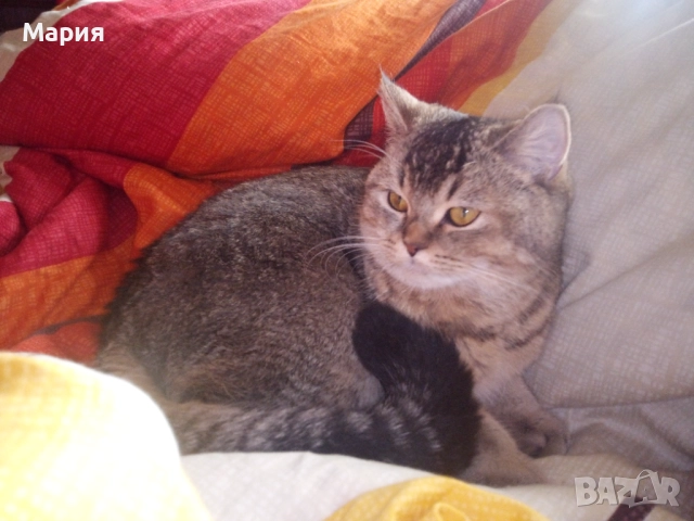 Черни британски котенца , снимка 8 - Британска късокосместа - 50832276