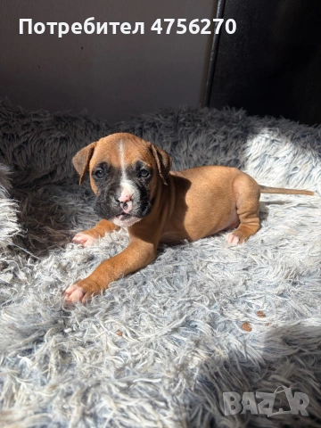 Малки кученца- Боксер, снимка 2 - Боксер - 53726288