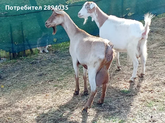 свободни 6 кози + 2 ярета 