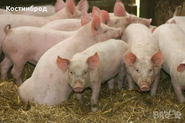 ПРАСЕТА. АКЦИЯ.