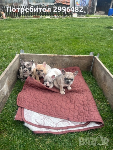 Френски булдог, снимка 9 - Френски булдог - 53657335