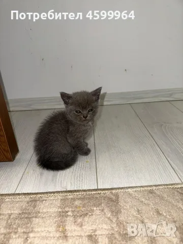 🐱 Продават се 3 прекрасни котета 🐱, снимка 4 - Британска късокосместа - 55709886
