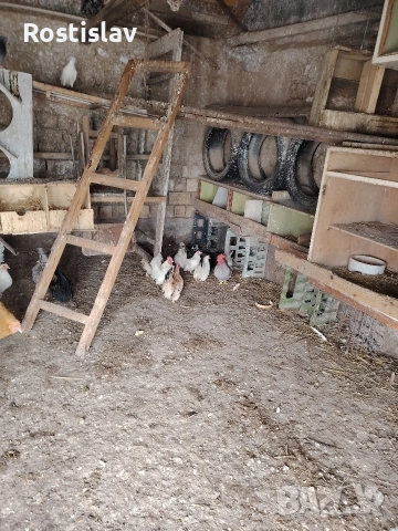 породисти кокошки , снимка 11 - Кокошки и пуйки - 53486745