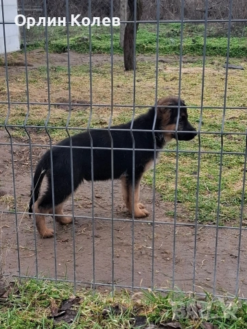 Развъдник за немски овчарки , снимка 7 - Немска овчарка - 52810945