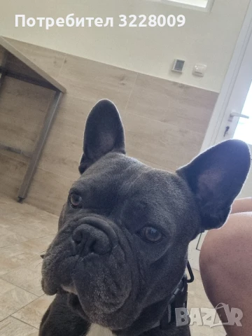 Френски булдог , снимка 4 - Френски булдог - 51185993