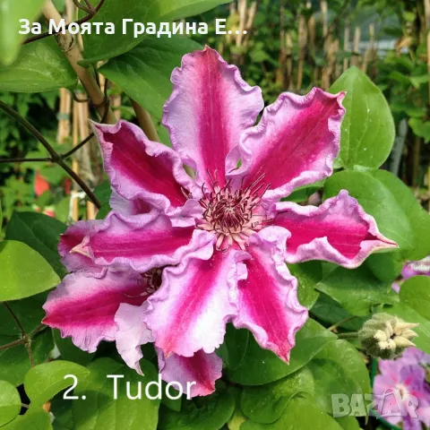 Клематис - 28 различни сорта , снимка 3 - Градински цветя и растения - 49760995