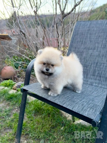 Померан мини момче със втора ваксина, снимка 3 - Померан - 53616322