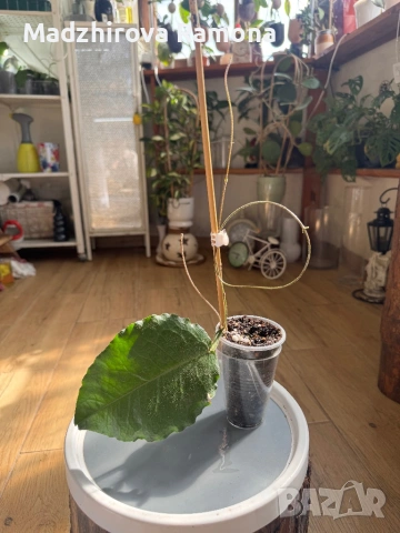 Hoya Versteegii , снимка 2 - Стайни растения - 53788809