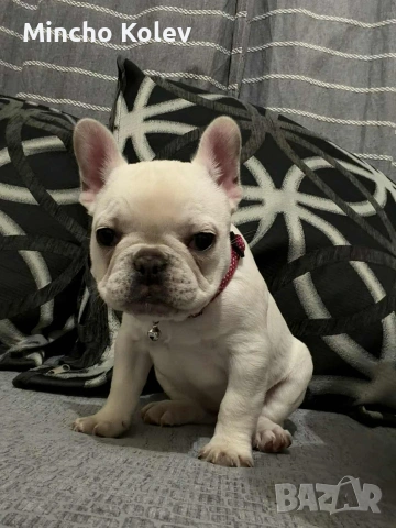 френски булдог , снимка 7 - Френски булдог - 53187558