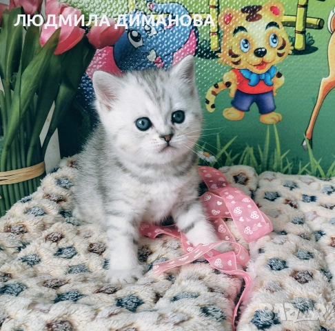 Шотландско мъжко Скоттиш Страйт. , снимка 8 - Британска късокосместа - 53737992