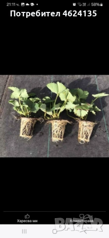 Целогодишен разсад ягоди и малини , снимка 6 - Сортови семена и луковици - 53621426