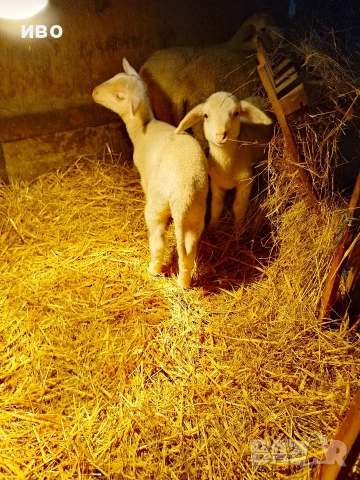 агнета, снимка 6 - За селскостопански - 53477882