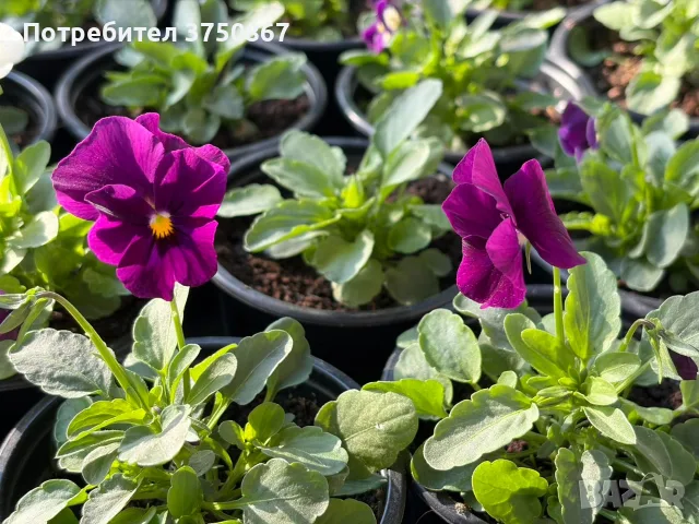 ❤️🌿🌸 Мини теменужки микс (Viola Superba Mini), снимка 10 - Градински цветя и растения - 56120428