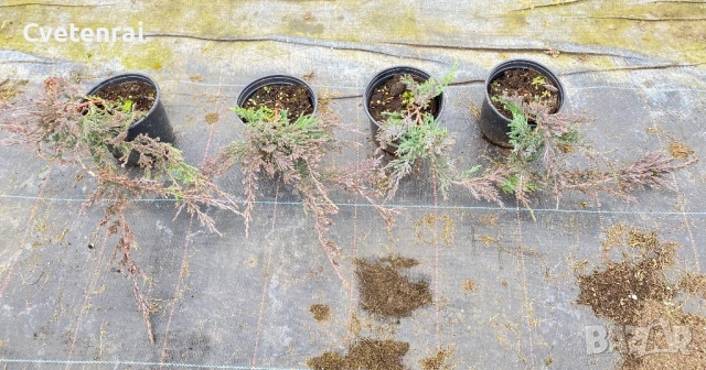 Juniperus horizontalis ‘Wiltonii, снимка 6 - Градински цветя и растения - 53686486