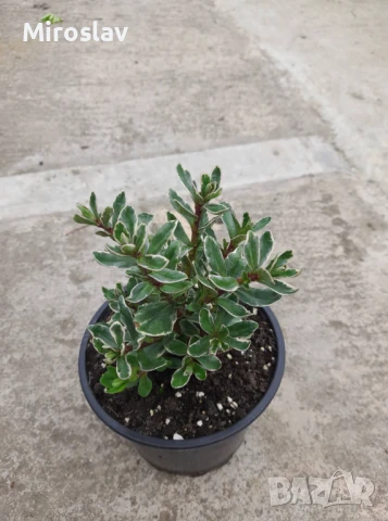 Хебе Триколор, снимка 7 - Градински цветя и растения - 50625322