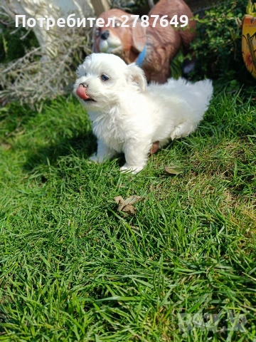 Малтийска Болонка, снимка 5 - Болонка - 53525124