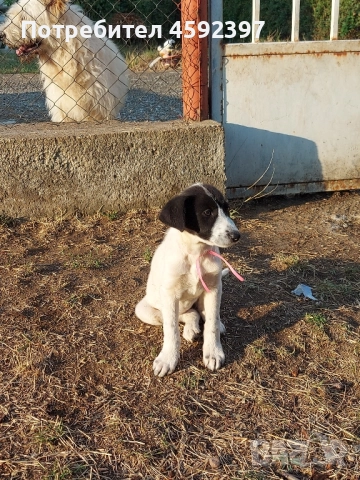 Кученца , снимка 4 - Други - 51697843