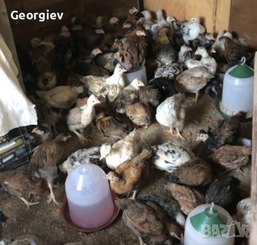 Уникални КАТУНСКИ кокошки в Кокошки и пуйки в гр. Асеновград ...