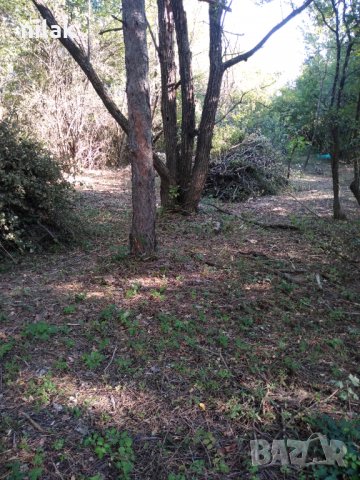 Почистване на Листа от дървета и Изхвърляне ! Косене на трева !, снимка 5 - Други почистващи услуги - 28632644