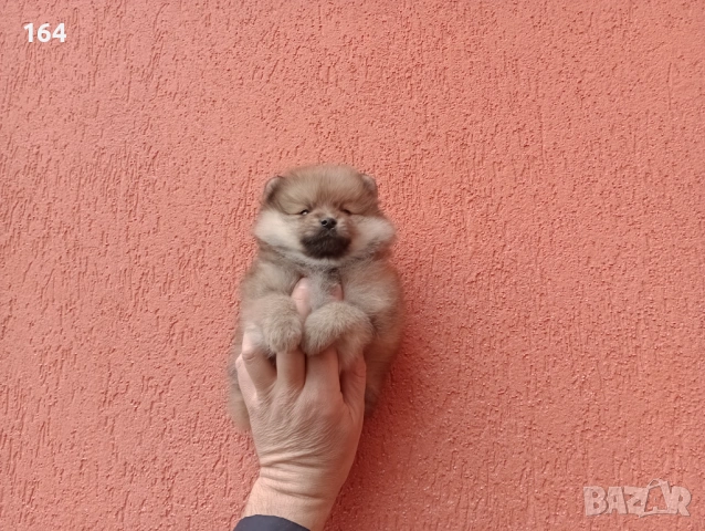 Мъжки Померани. Снимки от 18.02.26 г. , снимка 5 - Померан - 53464972