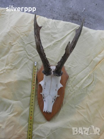  Стар немски сръндаков трофей - 12 