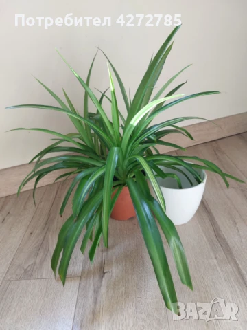 Хлорофитум Хавай, снимка 2 - Стайни растения - 50851550