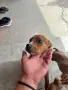 pitbuli svobodni , снимка 2