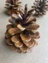 Борови шишарки за декорация, снимка 1