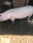Продава се прасе , снимка 2