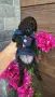 Poodle toy/Пудел Той, снимка 11
