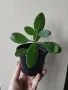 Каланхое, kalanchoe magic bells, снимка 1