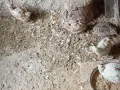 Пътпъдъци за яйца , снимка 2