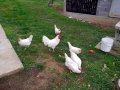 Разплодни яйца от Бял Легхорн, снимка 1 - Кокошки и пуйки - 39082321