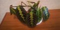 Маранта/Maranta Leuconeura "Fasciantor Tricolor" , снимка 1 - Стайни растения - 40201146
