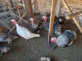 Мисирки пуйки и кокошки, снимка 3