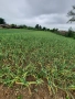 Домашен български зимен чесън собствено производство! Без химикали и пестециди!, снимка 14