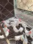 разплодни яйца от бял легхорн пиленца и ярки , снимка 8
